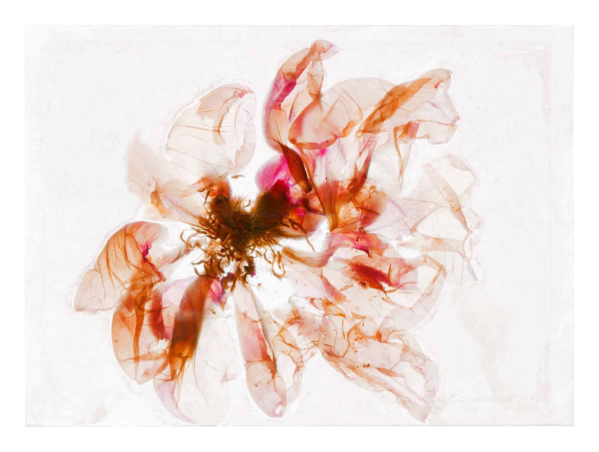 Kaleidoskopische Vision - Brigitte Lustenberger, Blume, Stillleben, Farbe, Nature