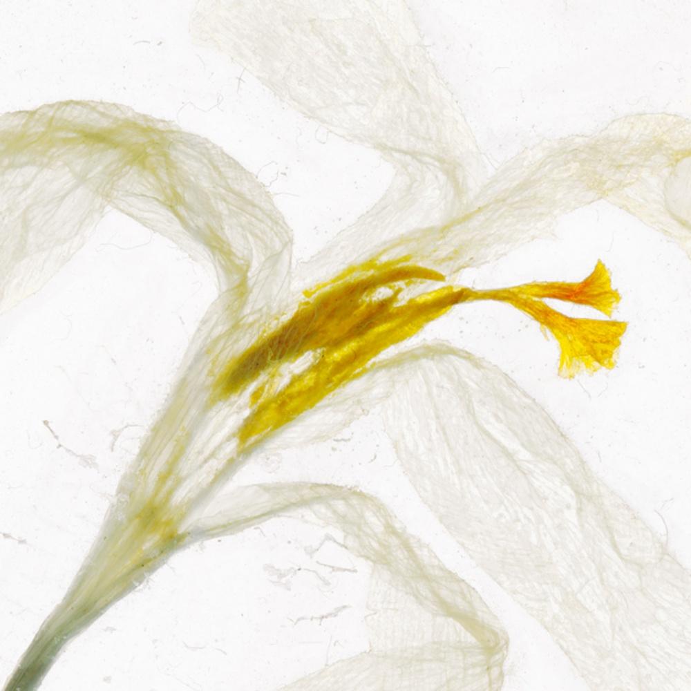 Ich sah sie am Fenster tanzen - Brigitte Lustenberger, Flower, Still Life im Angebot 1