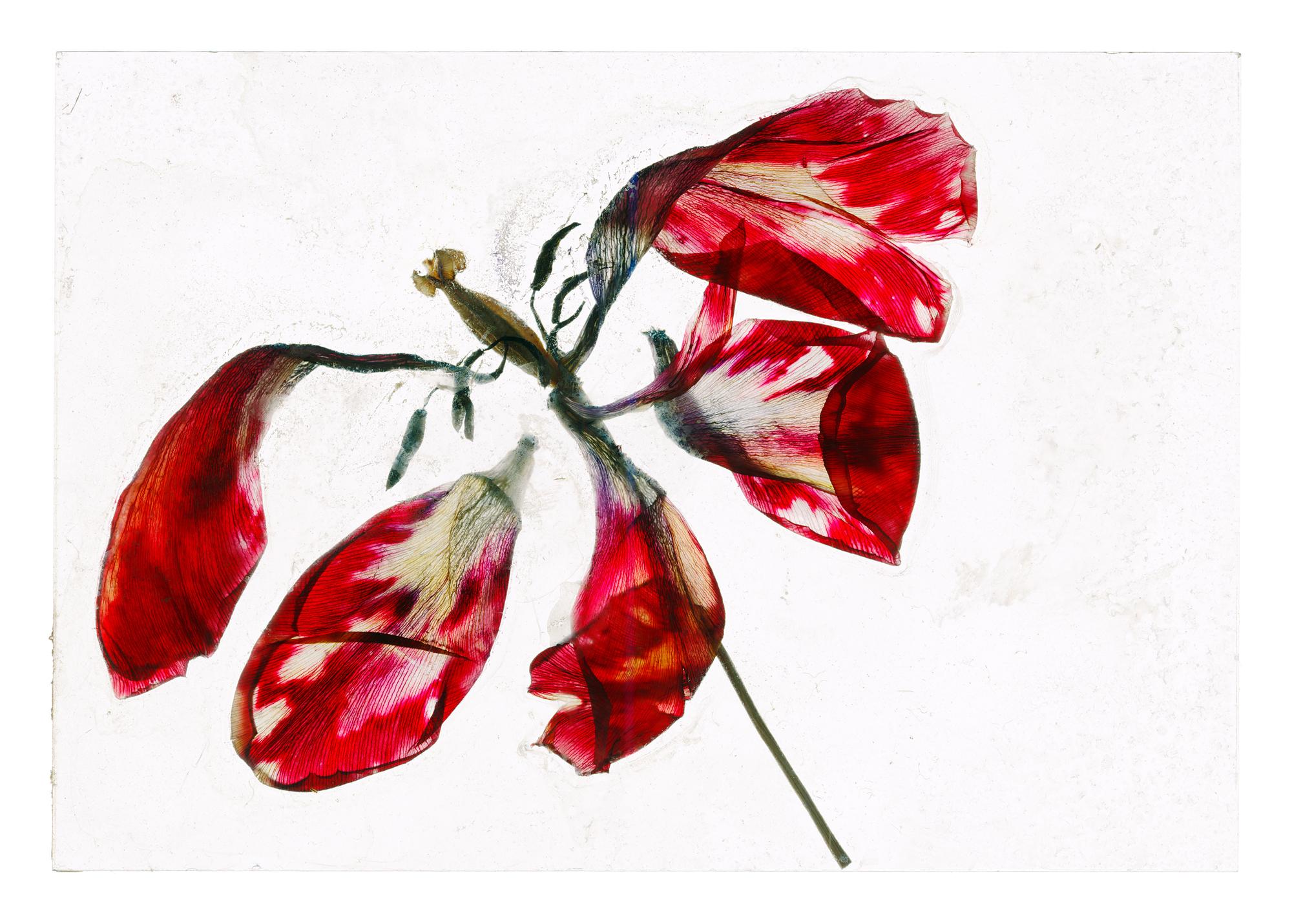 In the longing rush of air – Brigitte Lustenberger, Flower, Still Life, Colors