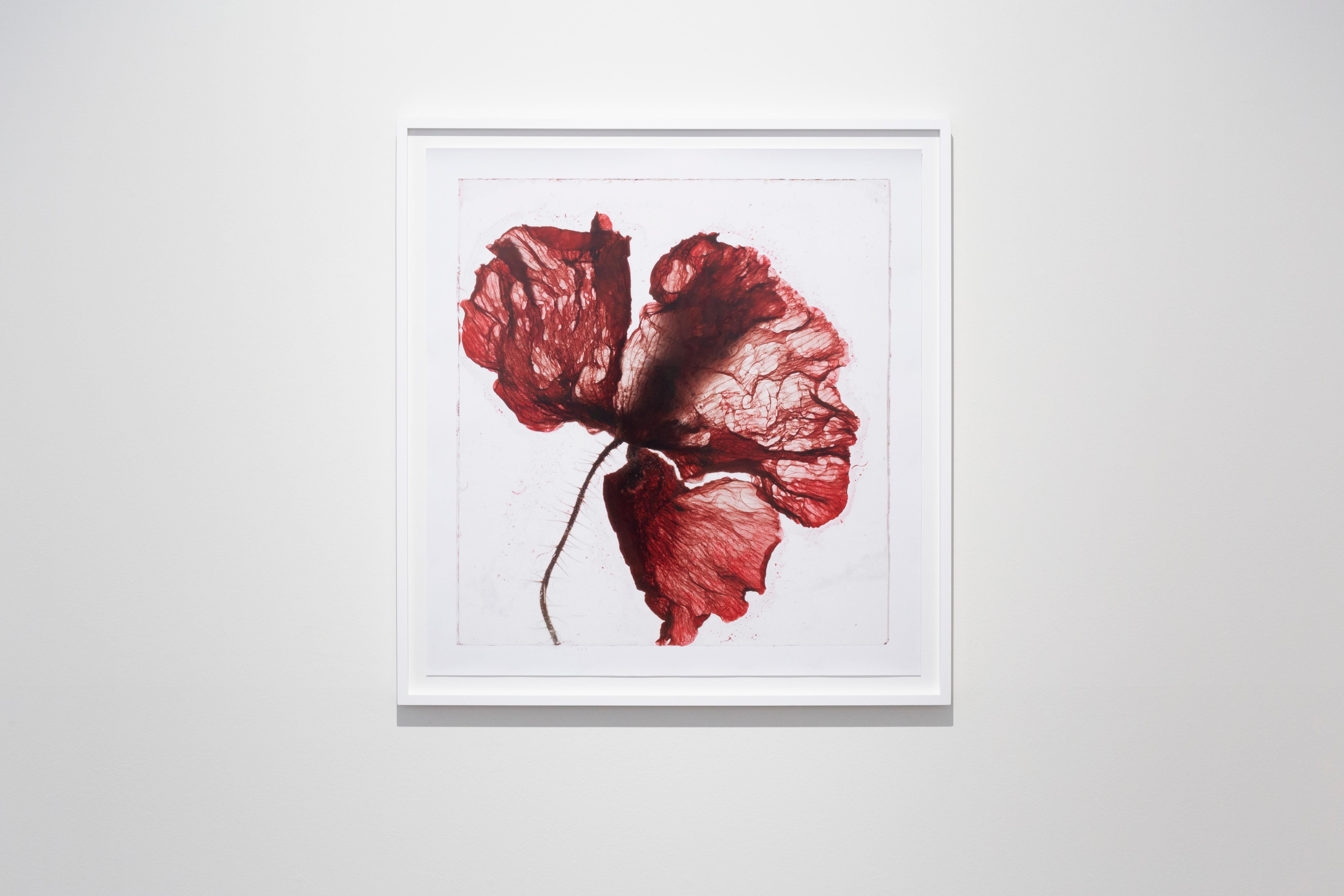 Now is not a time  – Brigitte Lustenberger, Flower, Still Life, Art, Flora For Sale 4
