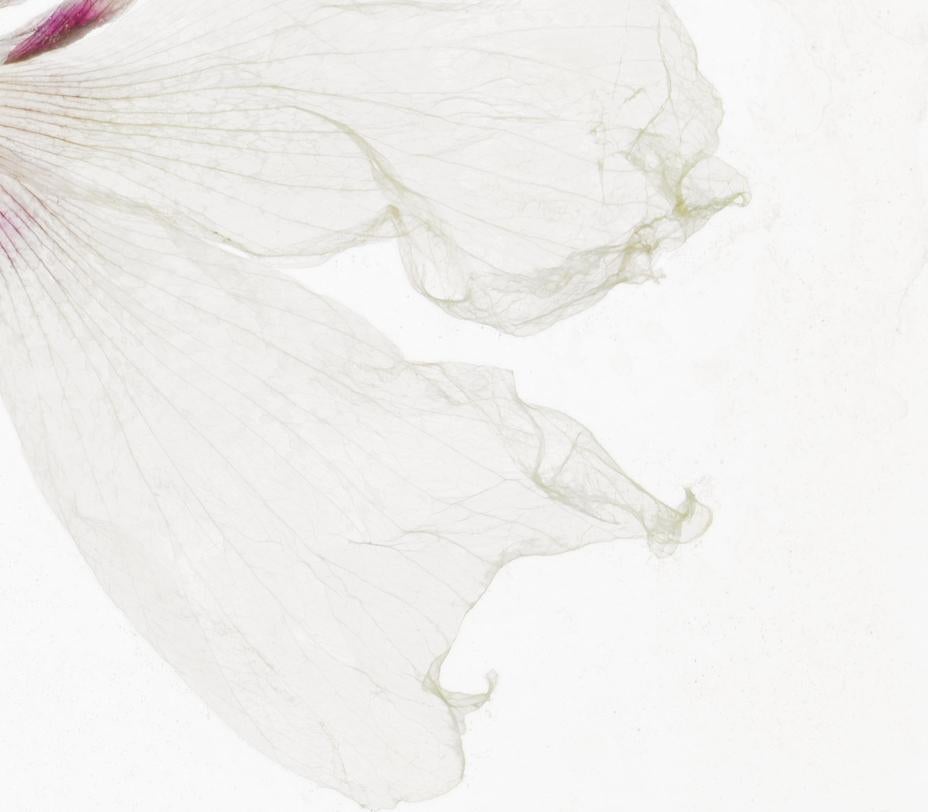 The scent of her lingers – Brigitte Lustenberger, Flower For Sale 1