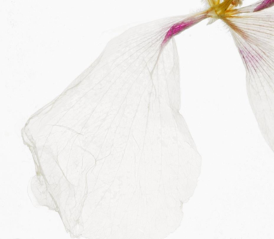 The scent of her lingers - Brigitte Lustenberger, Flower im Angebot 2