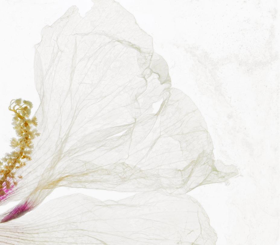 The scent of her lingers – Brigitte Lustenberger, Flower For Sale 3