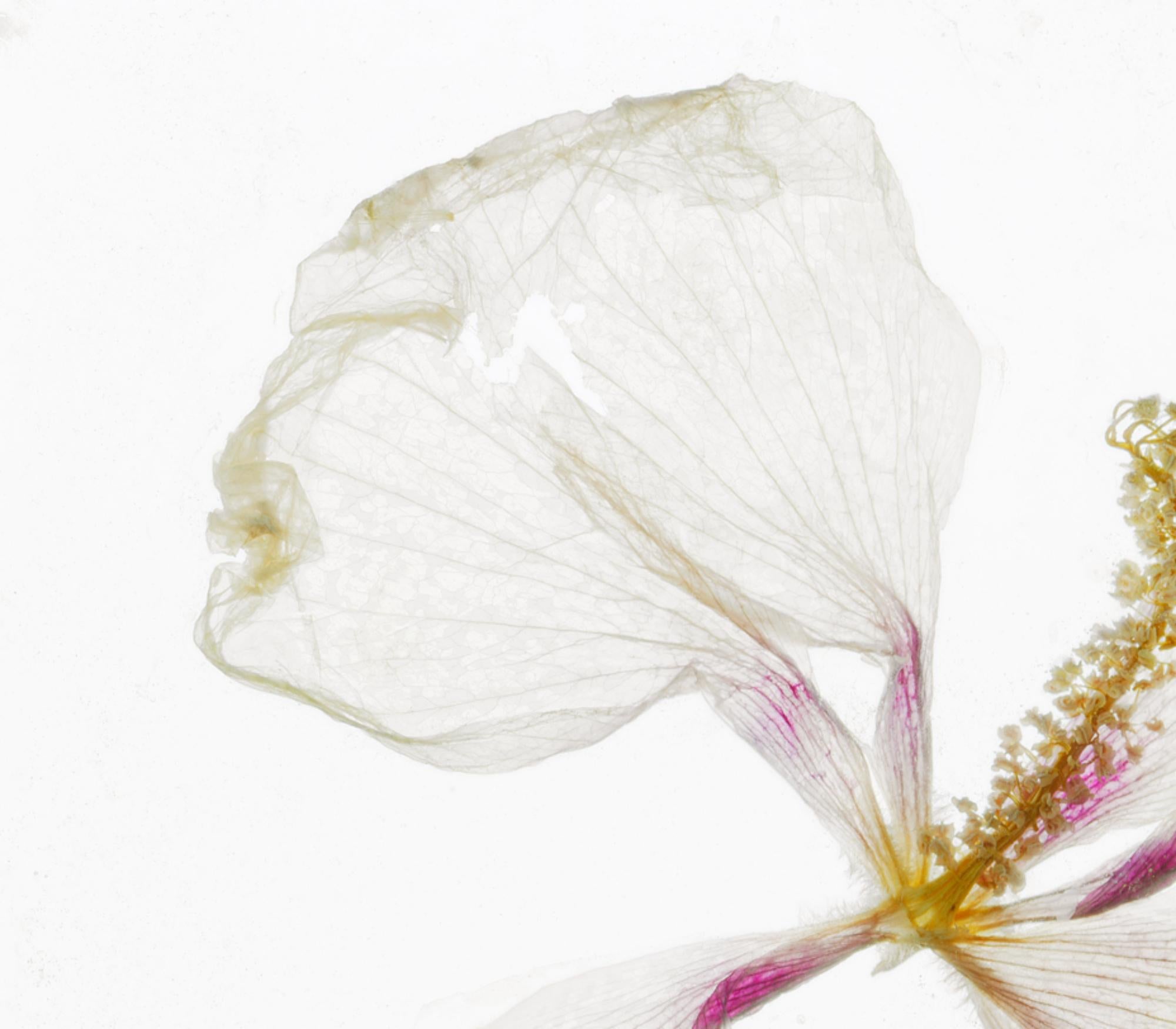 The scent of her lingers – Brigitte Lustenberger, Flower For Sale 4