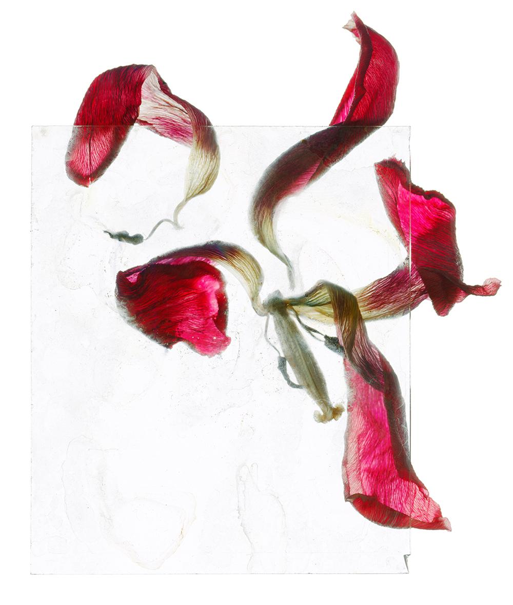Brigitte LUSTENBERGER (*1969, Schweiz)
Wo die Sterne schlafen, 2021
Aus der Serie 'Eine Erscheinung der Erinnerung'
C-Druck
100 x 85 cm (39 3/8 x 33 1/2 in.)
Auflage von 5, plus 2 AP; Ed. Nr. 1/5
nur drucken

Brigitte wurde in Zürich geboren und