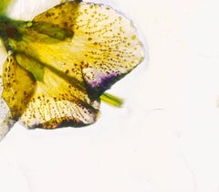 Who can say where one ends and the other begins – Brigitte Lustenberger, Flower
