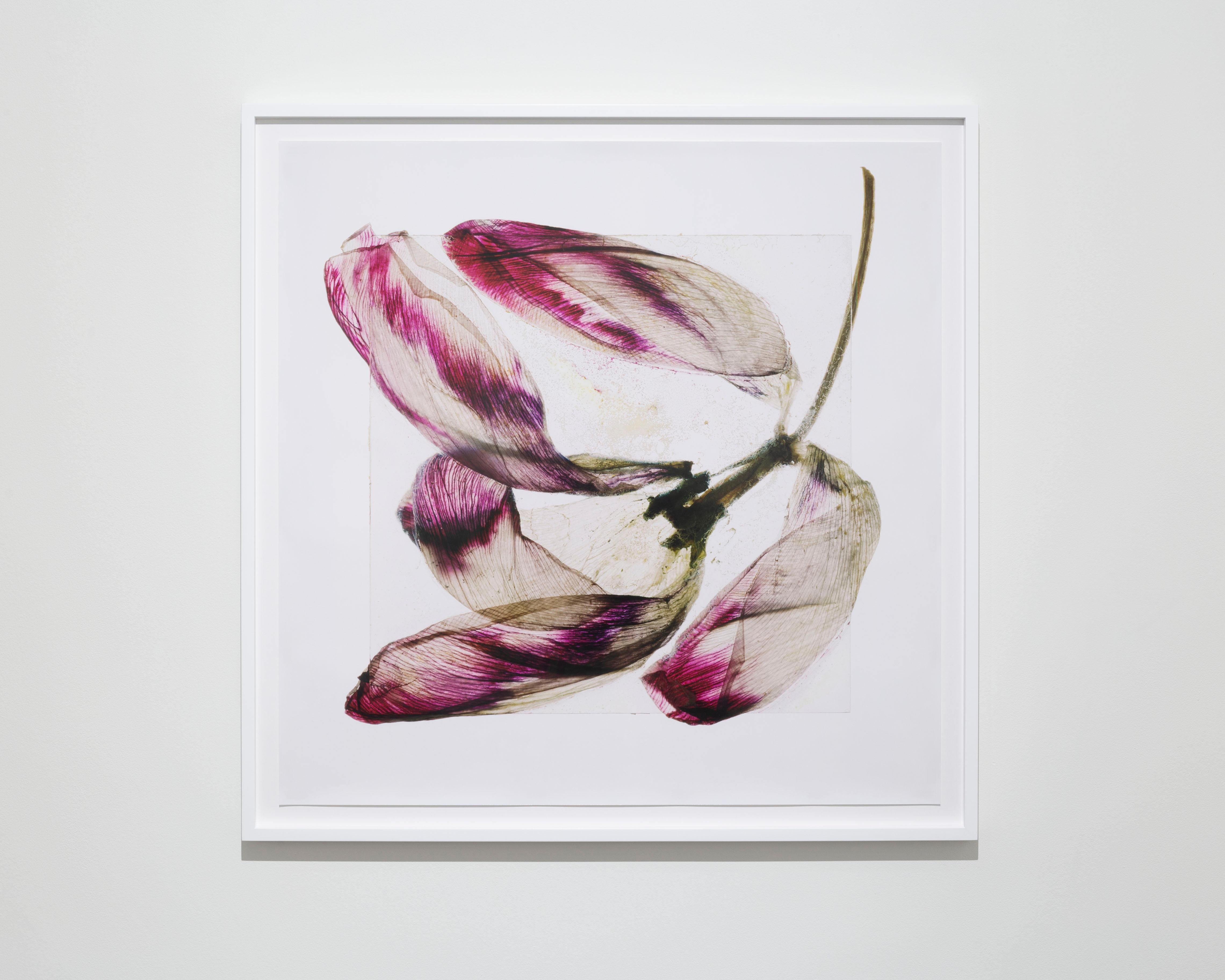 Will blow away tomorrow – Brigitte Lustenberger, Flower, Still Life, Art, Flora For Sale 7