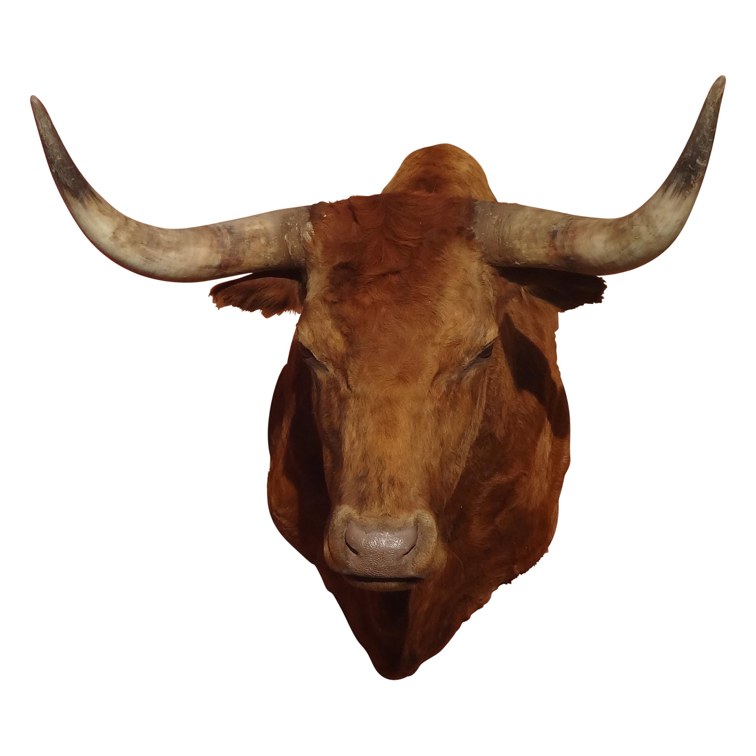 longhorn shoulder mounts for sale