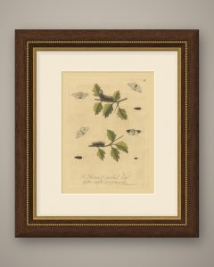 Bristly Caterpillars and White Moths on Thorny Sprigs, Albin Plate 87, 1720