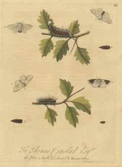 Bristly Caterpillars and White Moths on Thorny Sprigs, Albin Plate 87, 1720