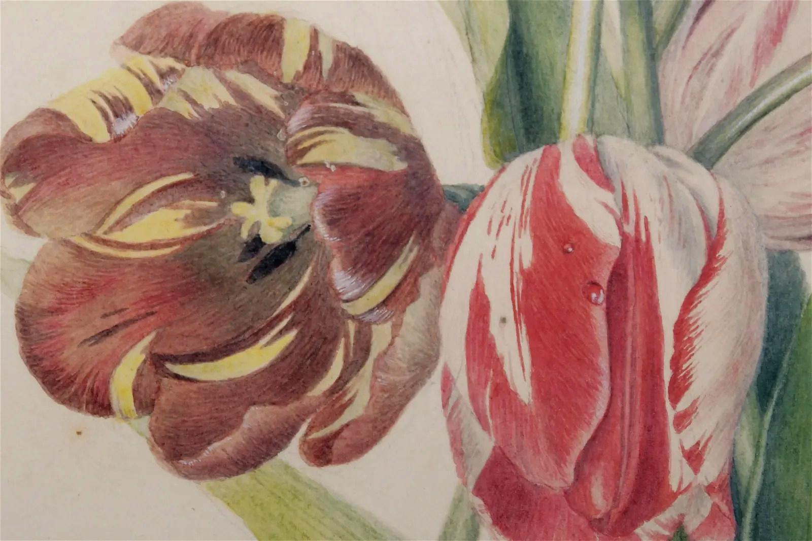 Britisches botanisches Aquarell von Tulpen,
19. Jahrhundert

Das wunderschön gerahmte und mattierte botanische Aquarell zeigt sieben verschiedene Tulpen.

Abmessungen:  19 3/4 Zoll hoch  x 17 Zoll breit

Provenienz: Private Pennsylvania