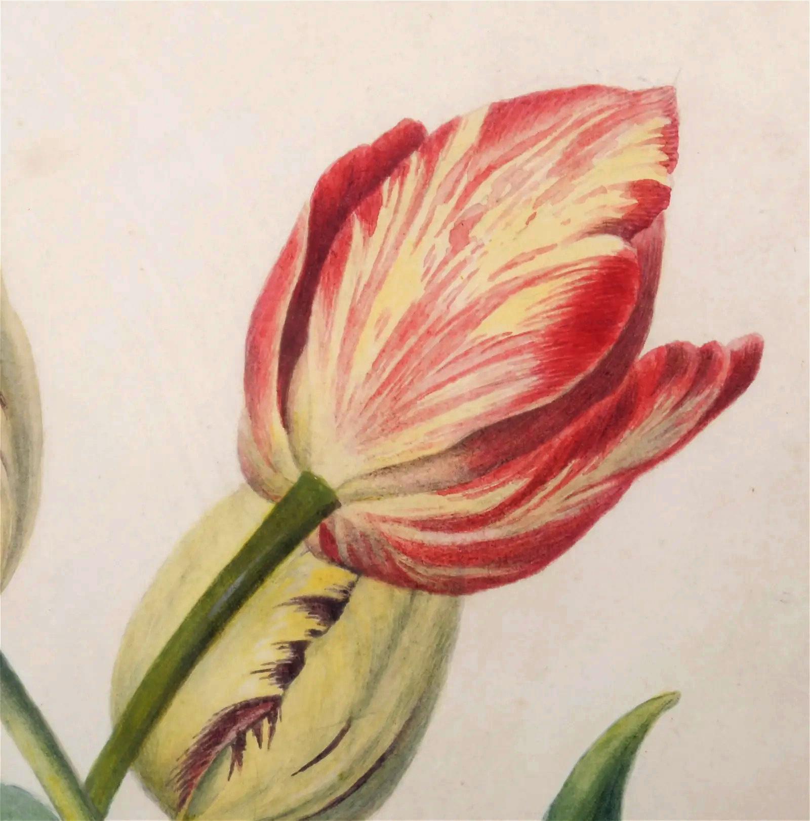 Britisches botanisches Aquarell von Tulpen,
19. Jahrhundert

Das wunderschön gerahmte und mattierte botanische Aquarell zeigt vier verschiedene Tulpen.

Abmessungen: 18 1/2 Zoll hoch x 15 Zoll breit

Provenienz: Private Pennsylvania Collection'S, 