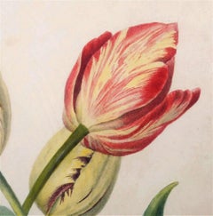Regency British Botanical Watercolor of Tulips