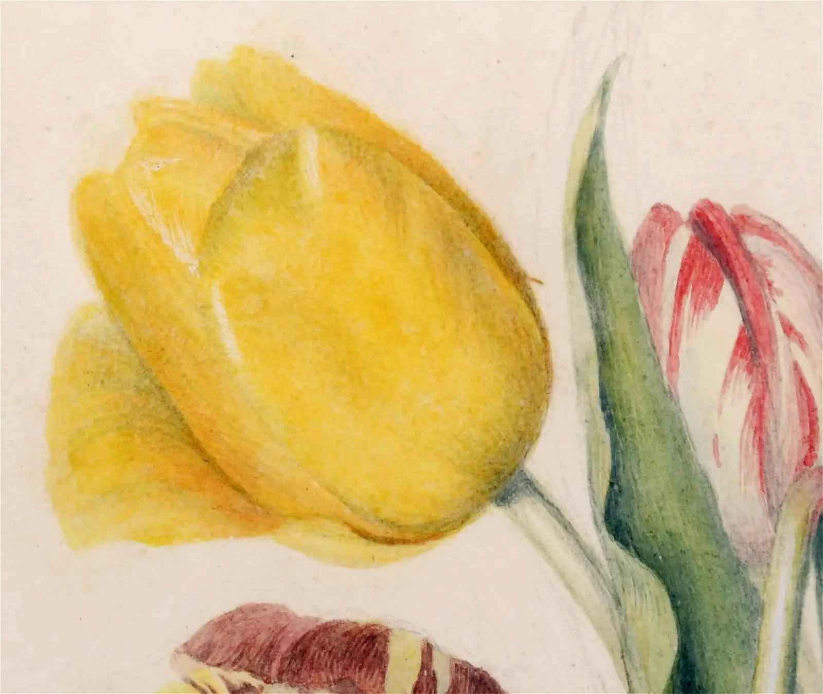 Britisches botanisches Aquarell aus Tulpen (Georgian) im Angebot