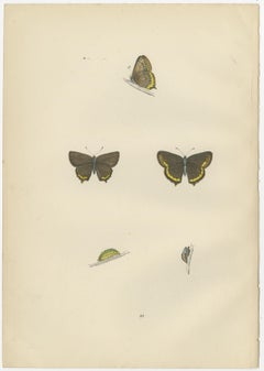British Elegance in Flight: The Hairstreaks and Duke of Burgundy, 1890