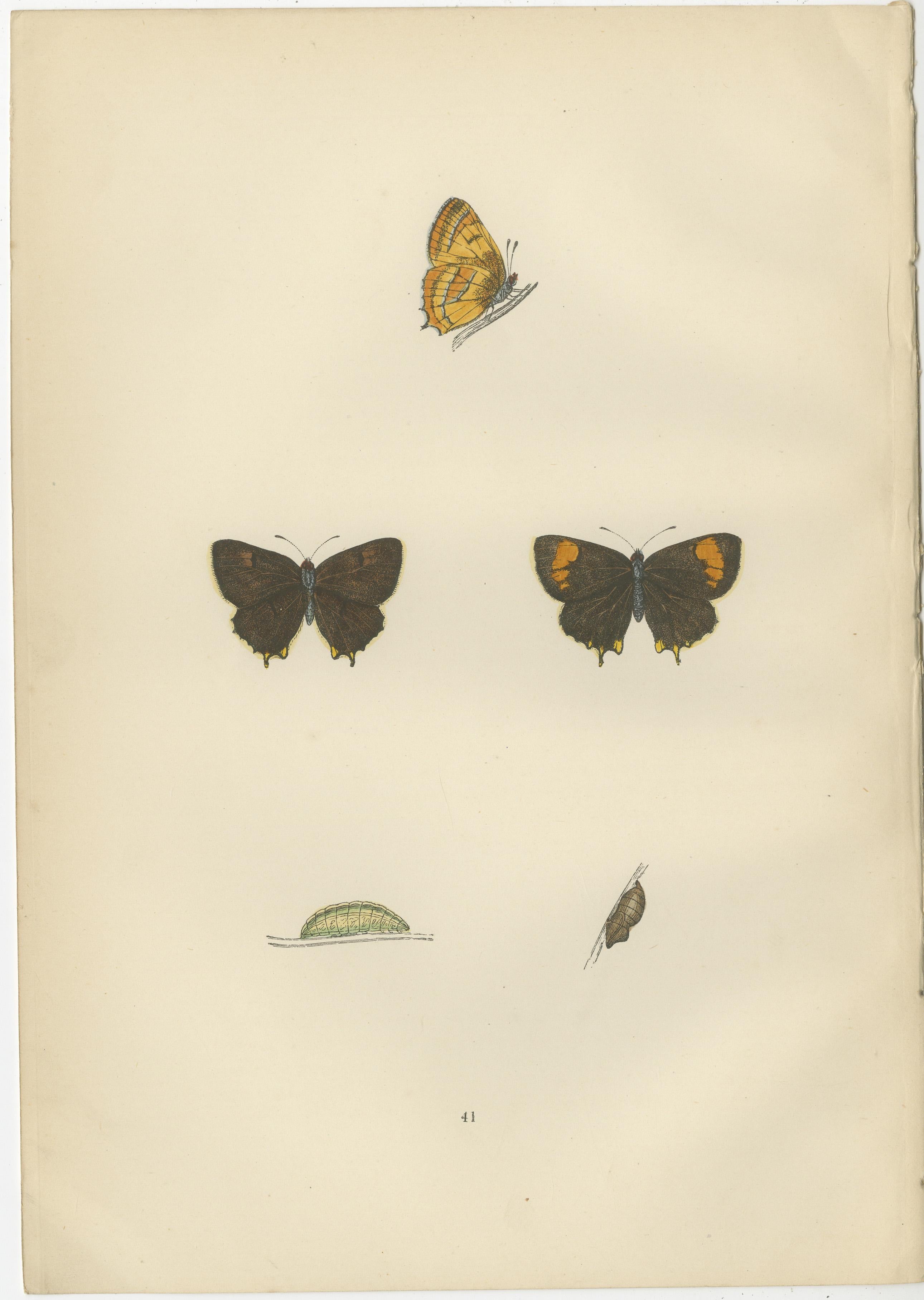 British Elegance in Flight: The Hairstreaks and Duke of Burgundy, 1890 In Good Condition For Sale In Langweer, NL