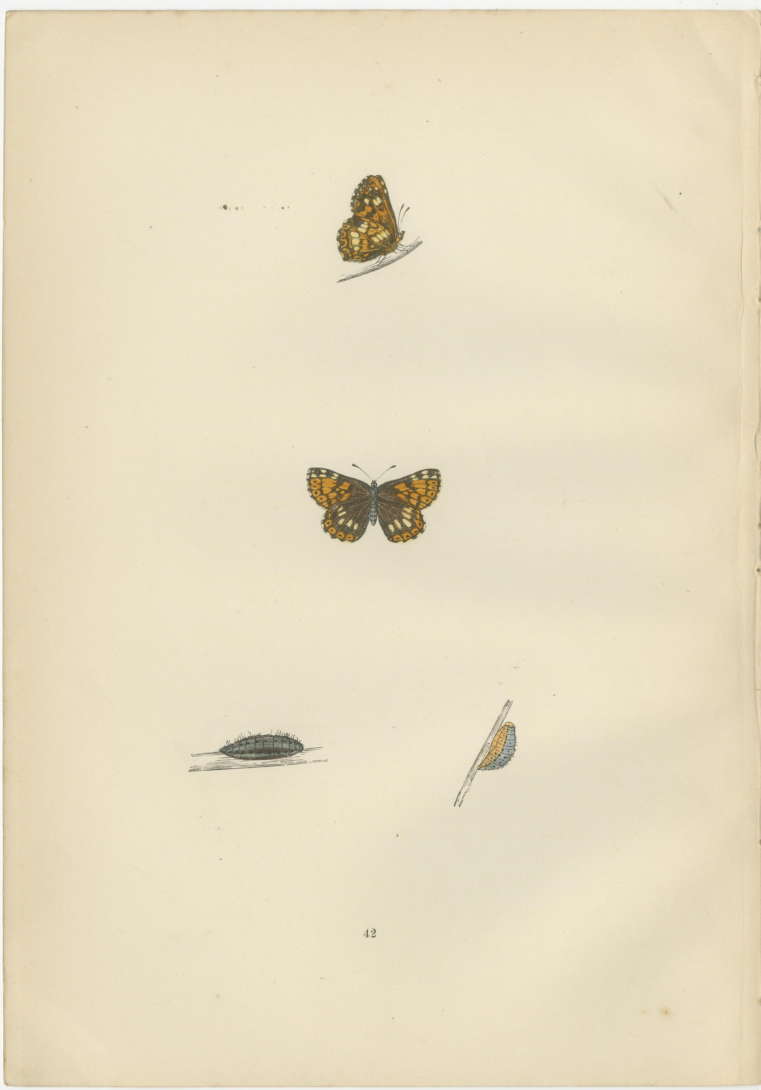 Late 19th Century British Elegance in Flight: The Hairstreaks and Duke of Burgundy, 1890 For Sale