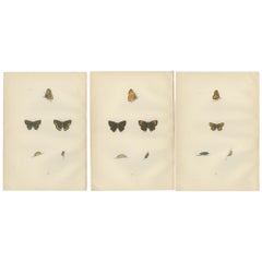 British Elegance in Flight: The Hairstreaks and Duke of Burgundy, 1890