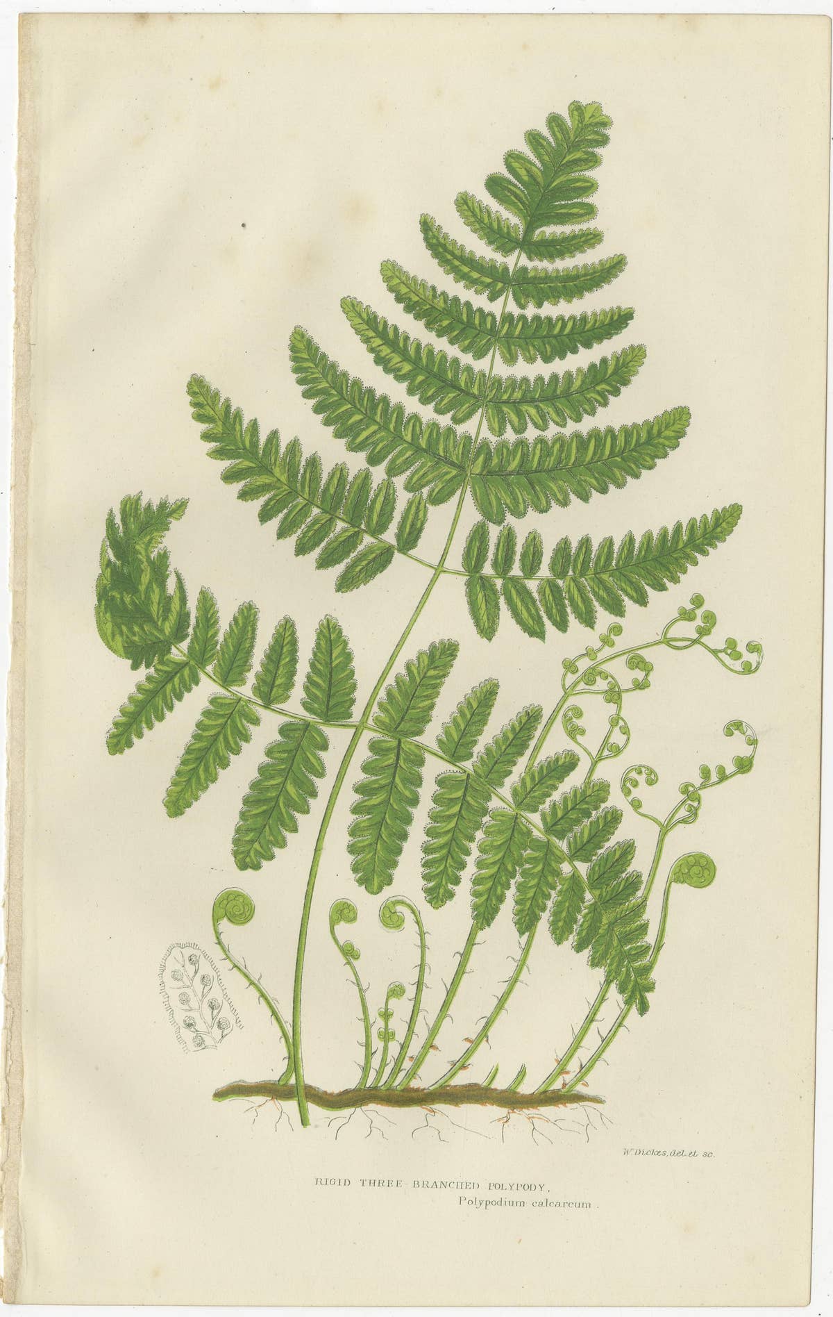 British Ferns Triptych – Three Antique Botanical Prints, Anne Pratt, 1873