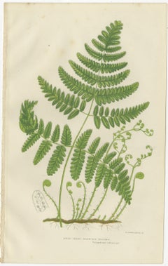 British Ferns Triptych – Three Antique Botanical Prints, Anne Pratt, 1873