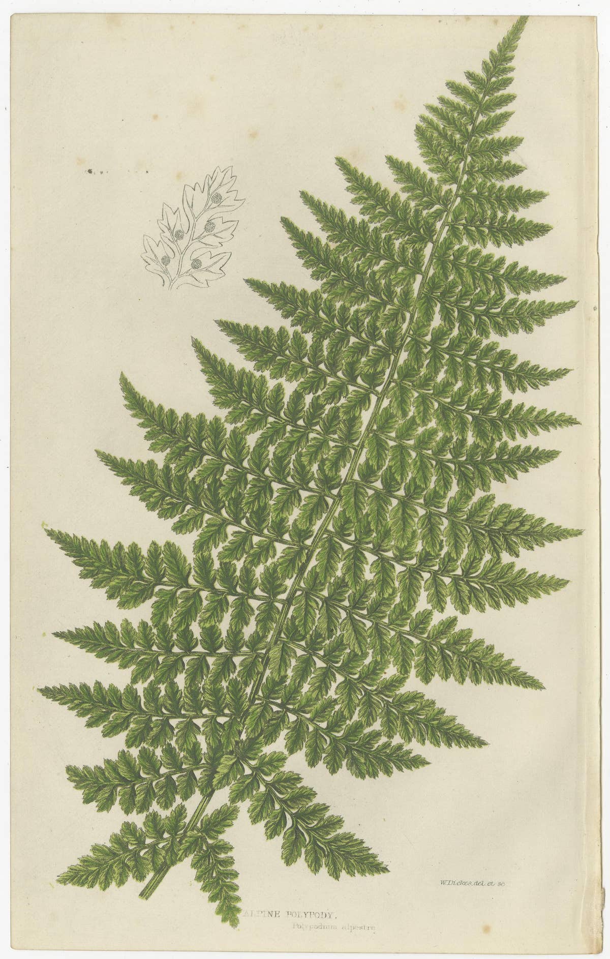 British Ferns Triptych – Three Antique Botanical Prints, Anne Pratt, 1873