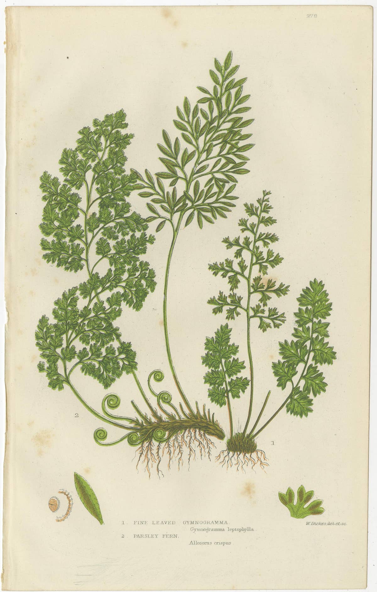 British Ferns Triptych – Three Antique Botanical Prints, Anne Pratt, 1873