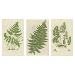 British Ferns Triptych – Three Antique Botanical Prints, Anne Pratt, 1873