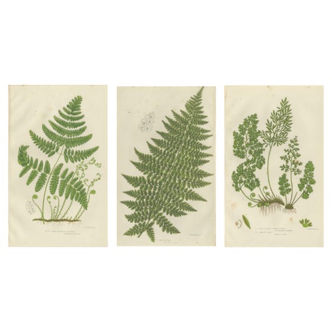 British Ferns Triptych, Three Antique Botanical Prints, Anne Pratt, 1873