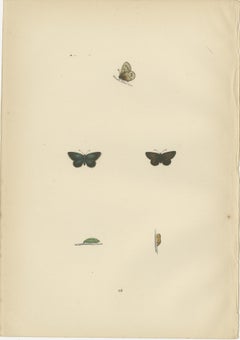 British Handcolored Lepidoptera: Treasures from A History of British Butterflies