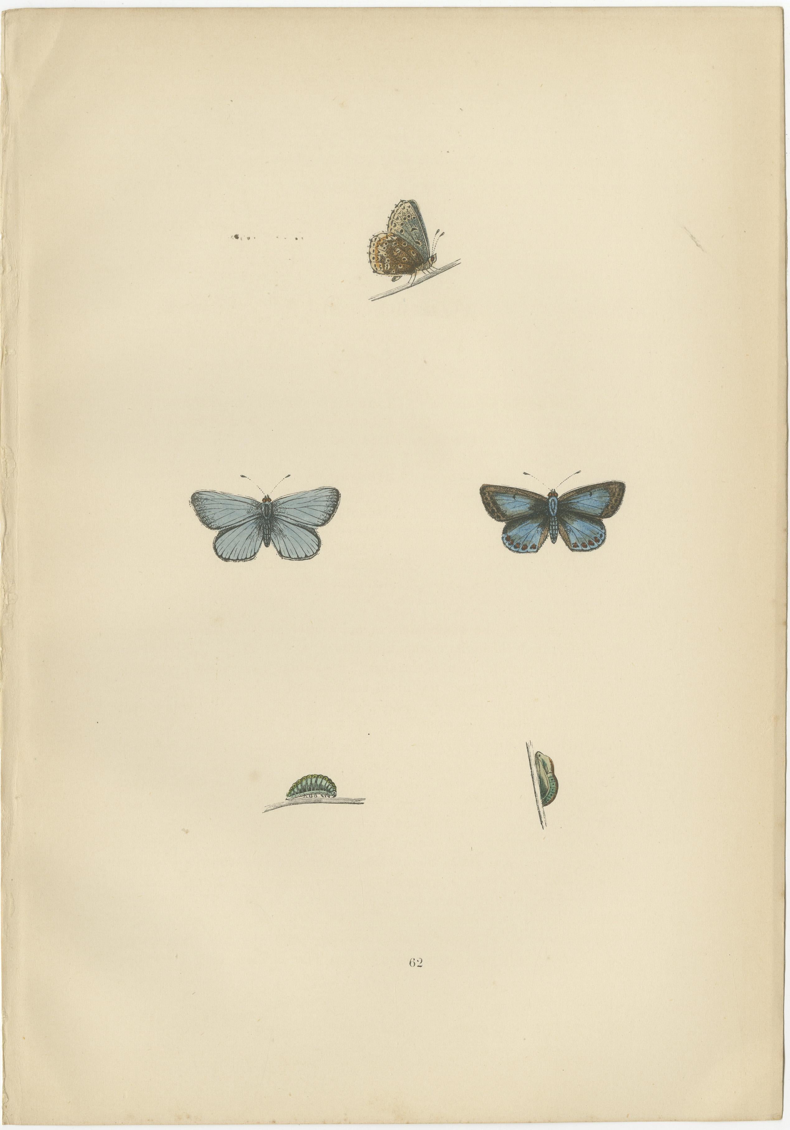 British Handcolored Lepidoptera: Treasures from A History of British Butterflies In Good Condition For Sale In Langweer, NL