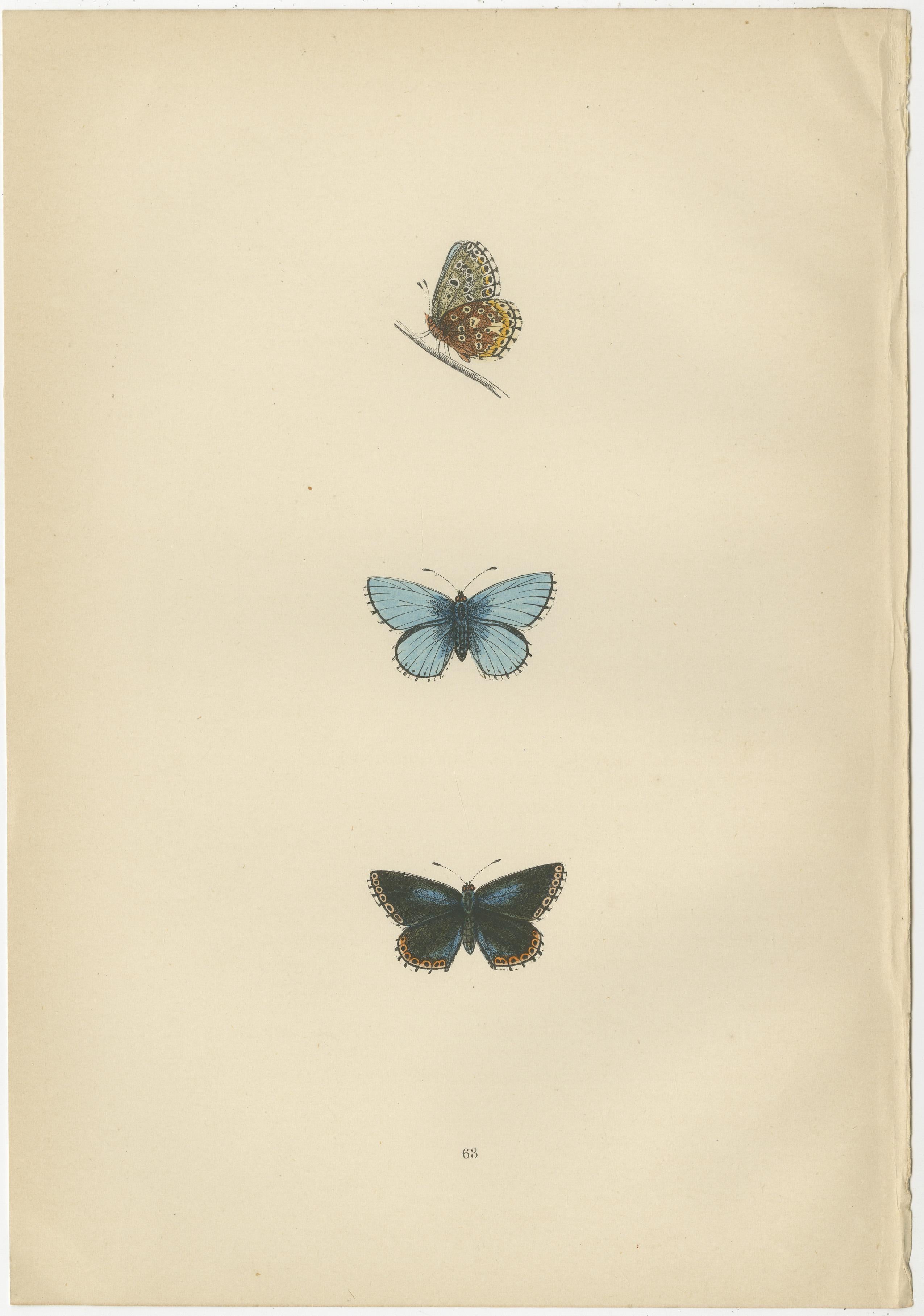 Late 19th Century British Handcolored Lepidoptera: Treasures from A History of British Butterflies For Sale