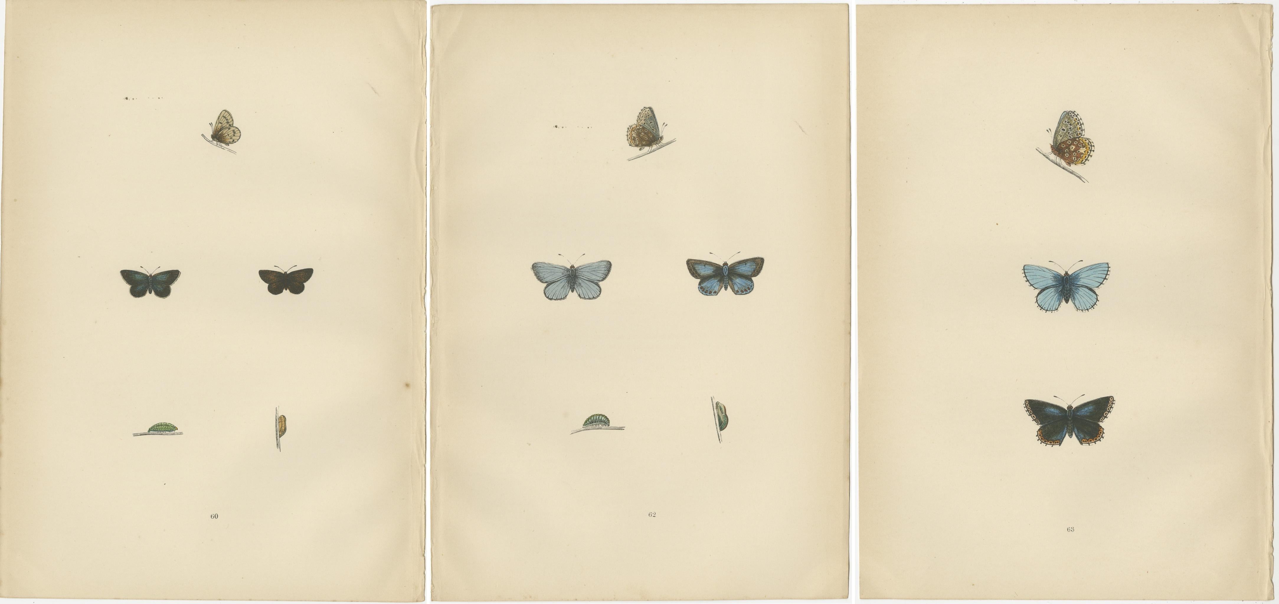 Paper British Handcolored Lepidoptera: Treasures from A History of British Butterflies For Sale