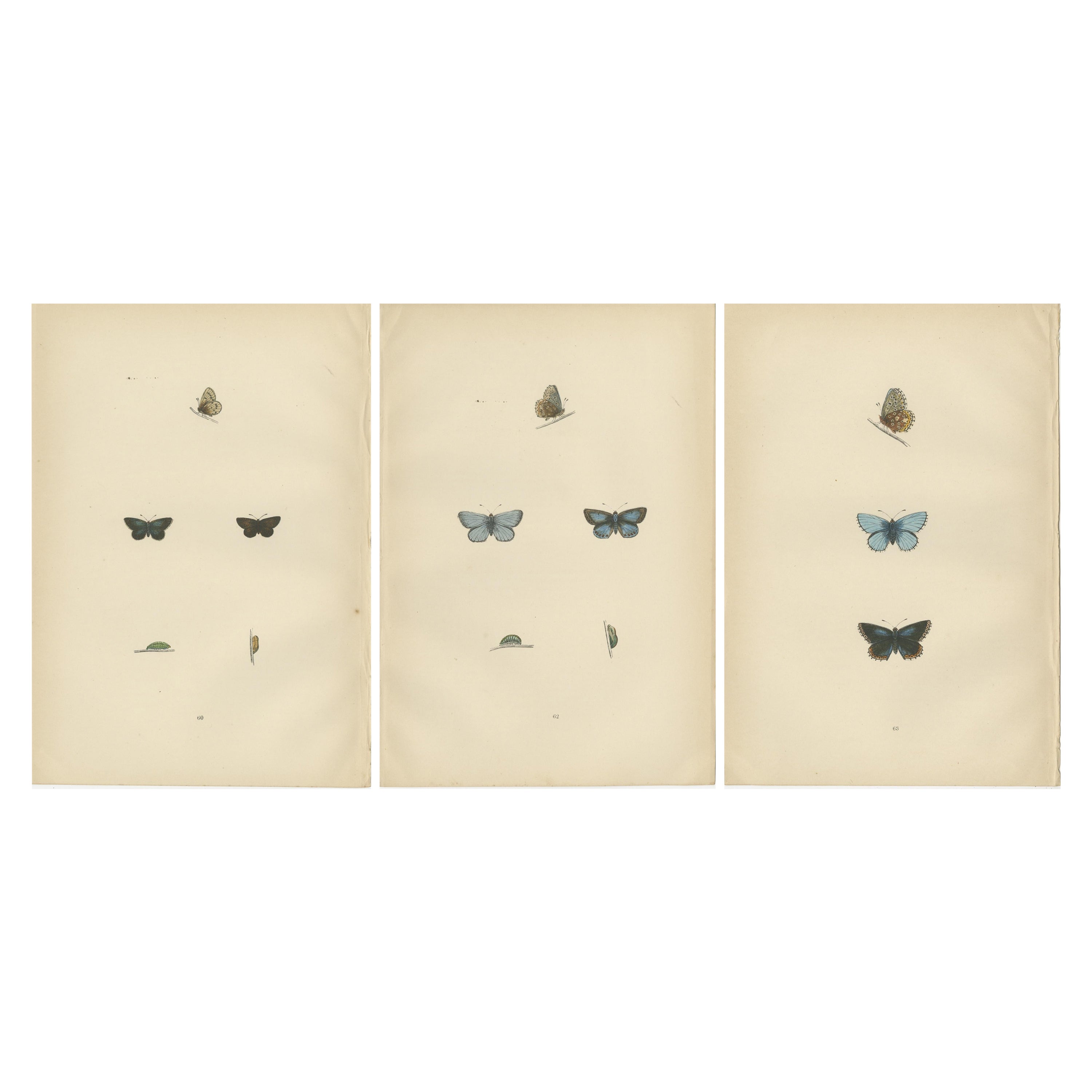 Britische handkoloriertepidiertepidoptera: Schätze aus der Geschichte britischer Schmetterlinge im Angebot