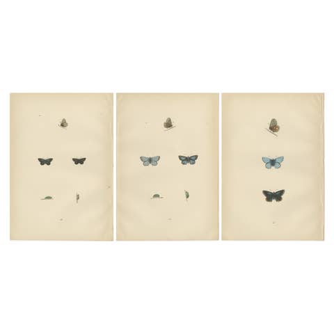 British Handcolored Lepidoptera: Treasures from A History of British Butterflies