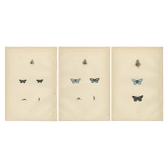 British Handcolored Lepidoptera: Treasures from A History of British Butterflies