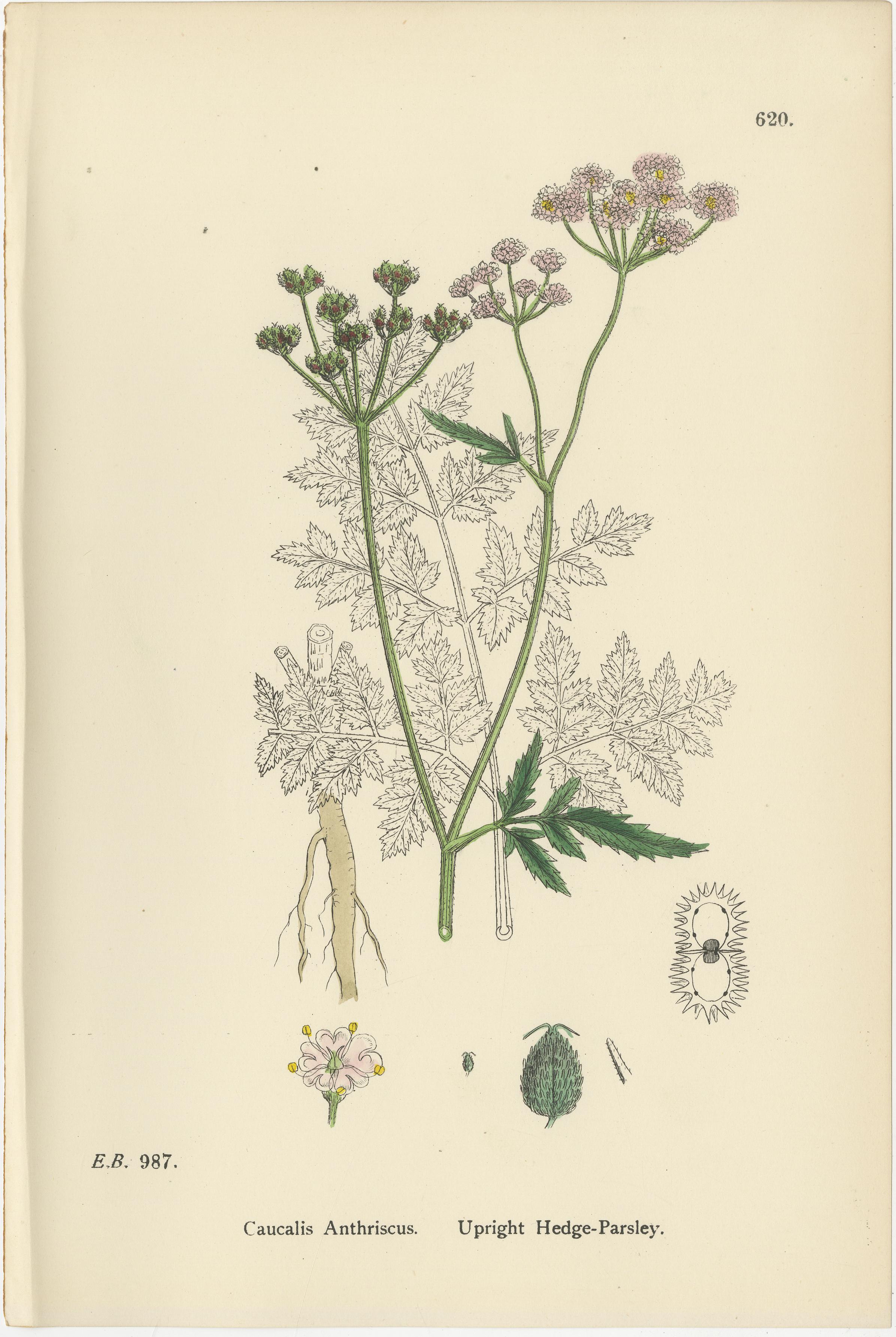 British Hedge-Parsley Botanical Pair, Hand-Colored Engravings, England 1902