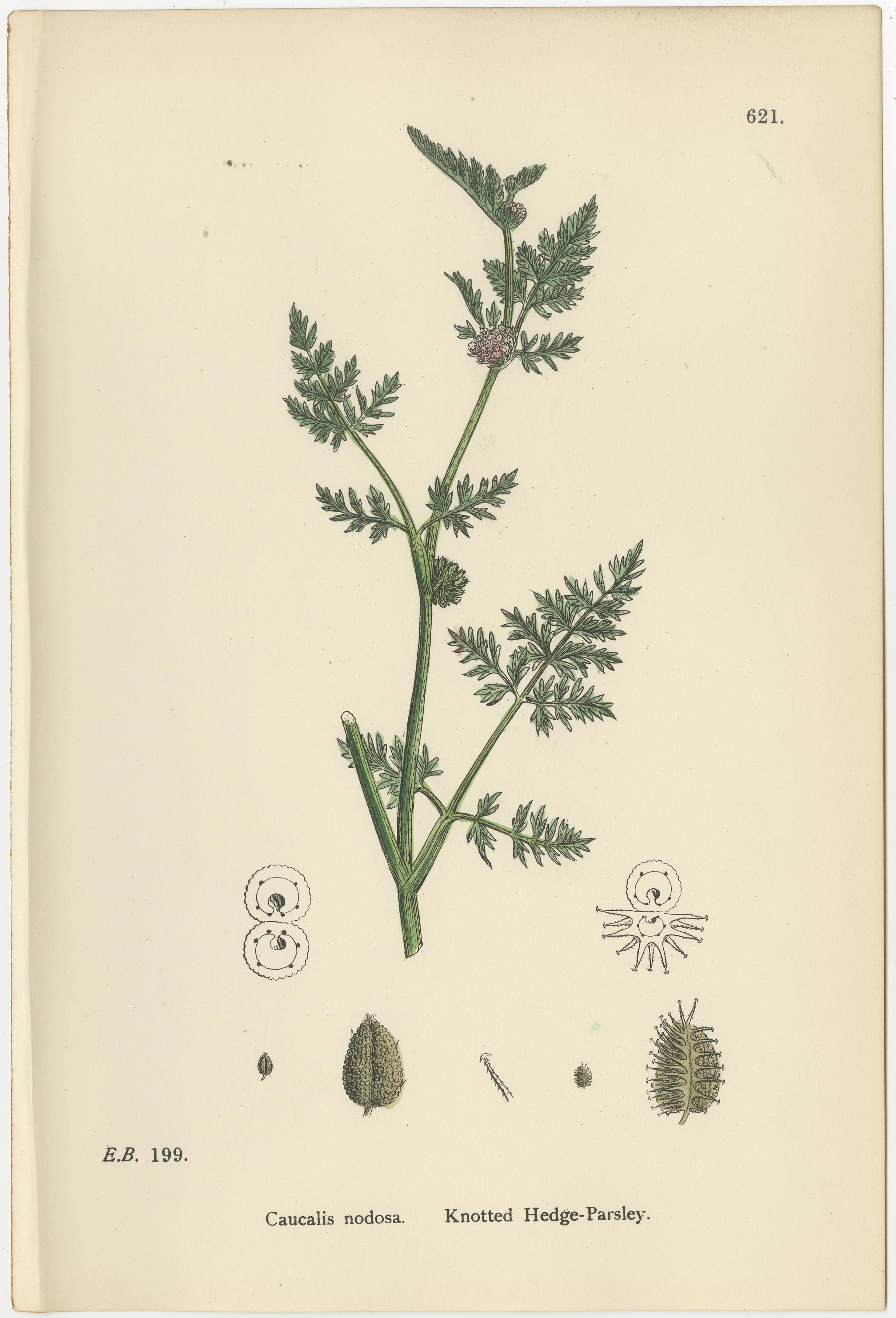 British Hedge-Parsley Botanical Pair, Hand-Colored Engravings, England 1902