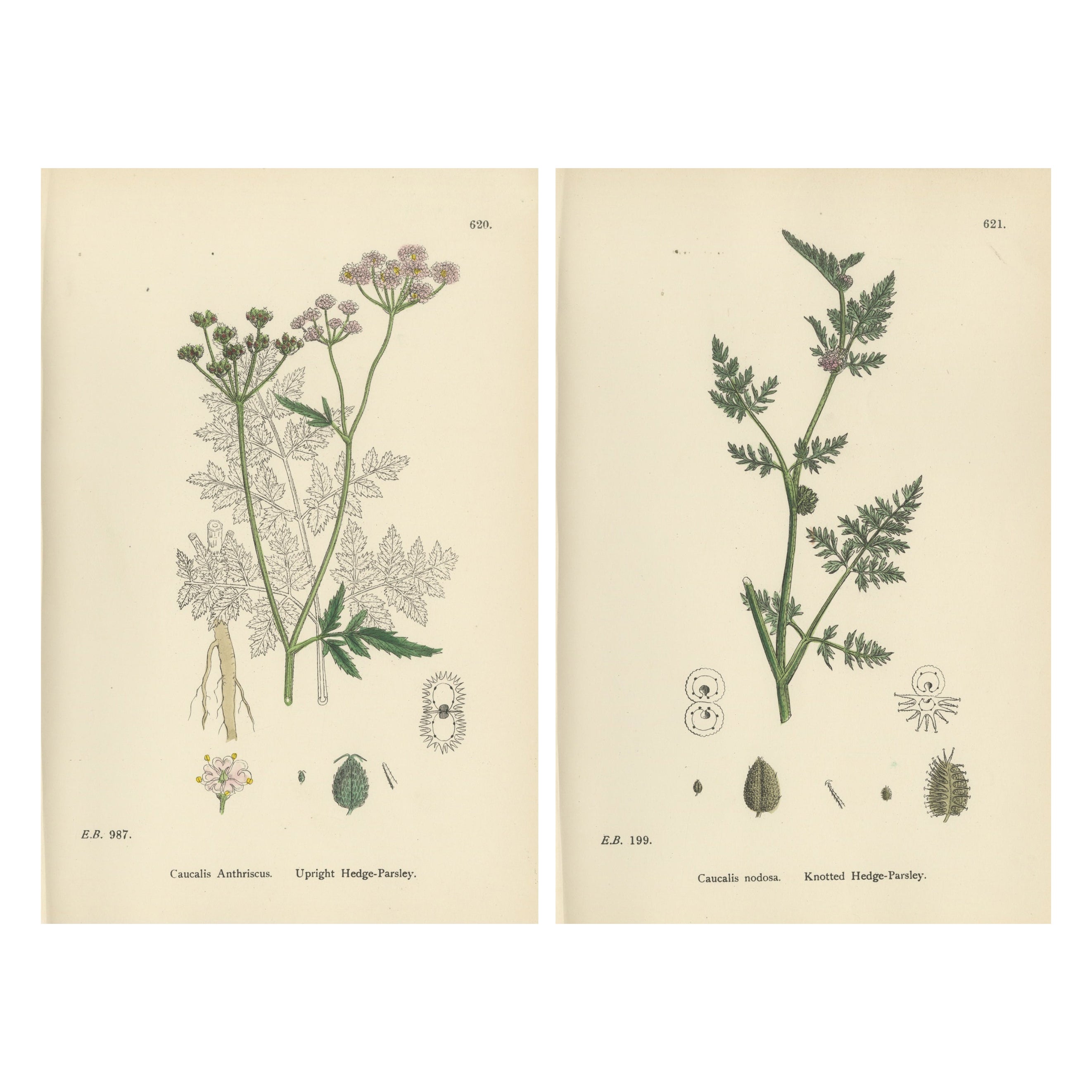 Britisches Hecken-Parsley-Botanik-Paar, handkolorierte Stiche, England 1902
