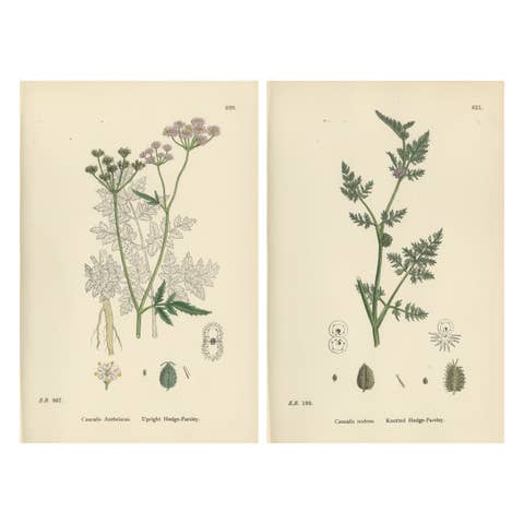 British Hedge-Parsley Botanical Pair, Hand-Colored Engravings, England 1902