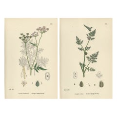 British Hedge-Parsley Botanical Pair, Hand-Colored Engravings, England 1902