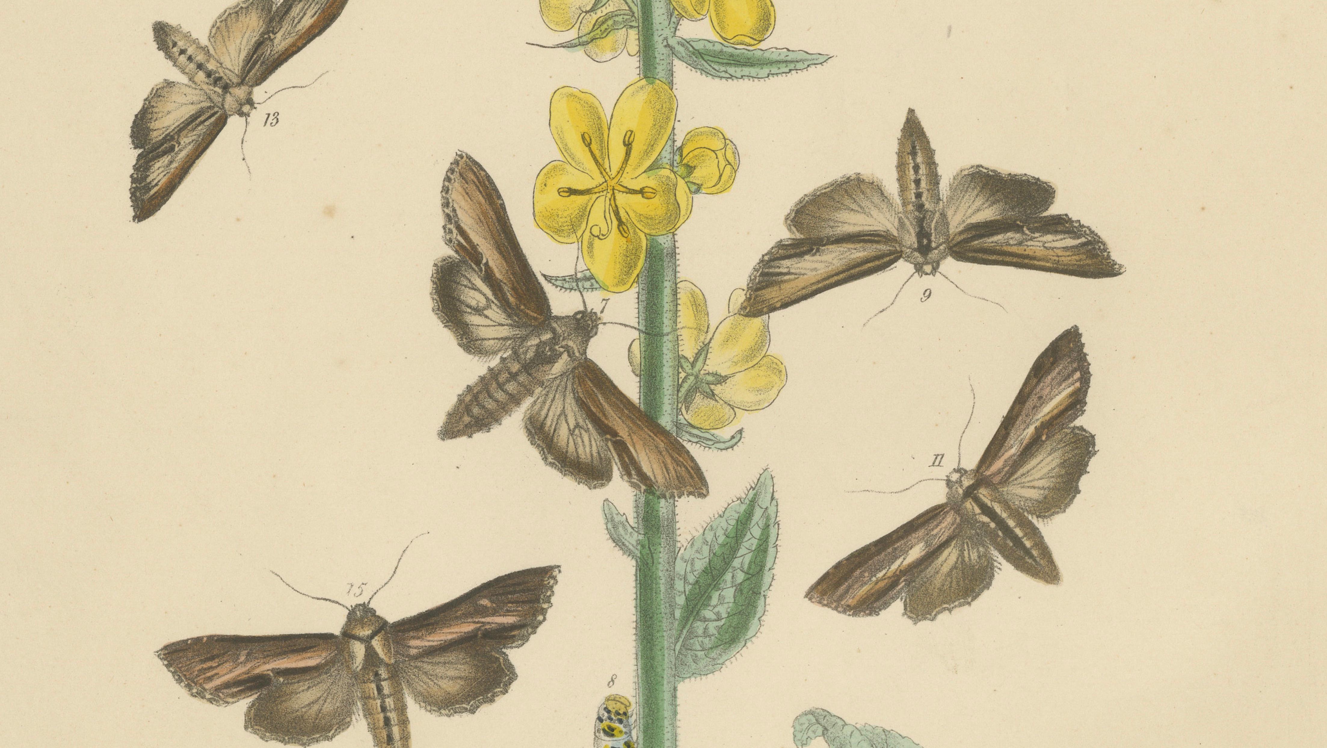 British Moths and Caterpillars on Mullein – Humphreys & Westwood, 1845
