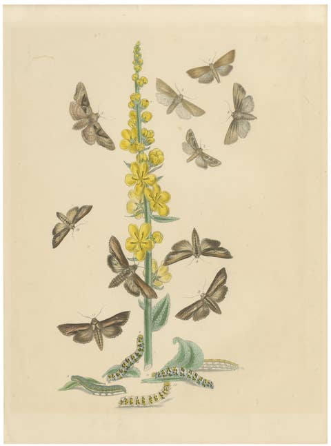 British Moths and Caterpillars on Mullein – Humphreys & Westwood, 1845