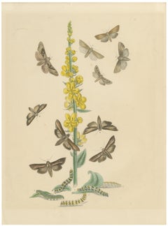 British Moths and Caterpillars on Mullein – Humphreys & Westwood, 1845