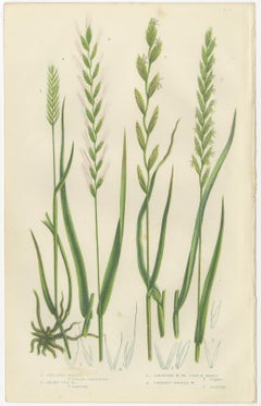 British Rushes – Pair of Victorian Botanical Engravings, 1873