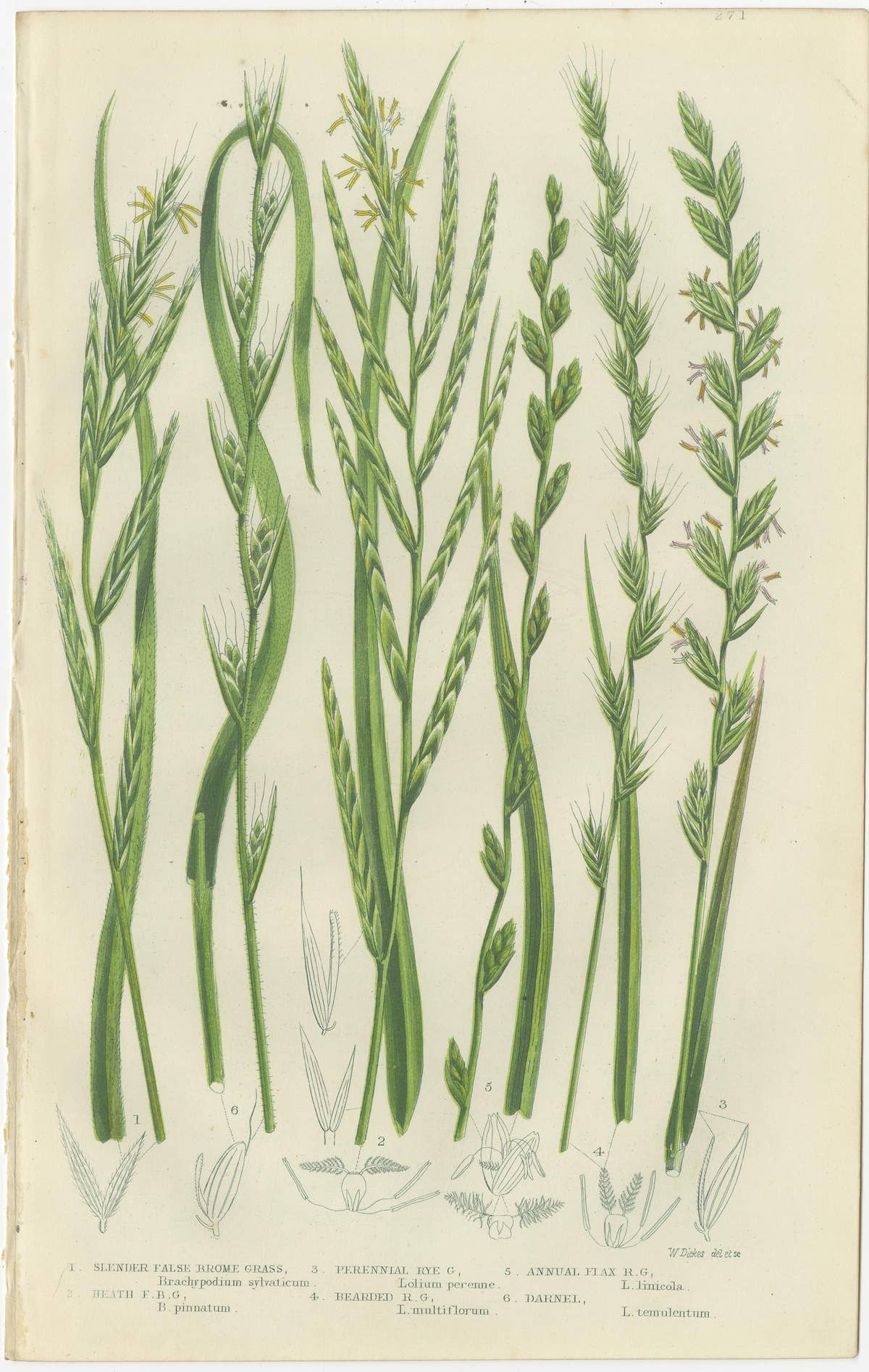 British Rushes – Pair of Victorian Botanical Engravings, 1873