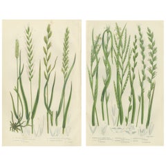 British Rushes – Pair of Victorian Botanical Engravings, 1873