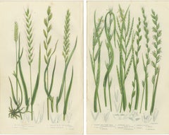 British Rushes – Pair of Victorian Botanical Engravings, 1873