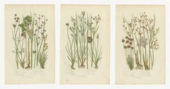 Giunchi britannici, set di 3 tavole botaniche d’epoca, 1873 circa