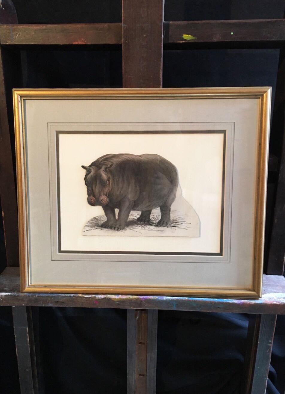 hippo paintings