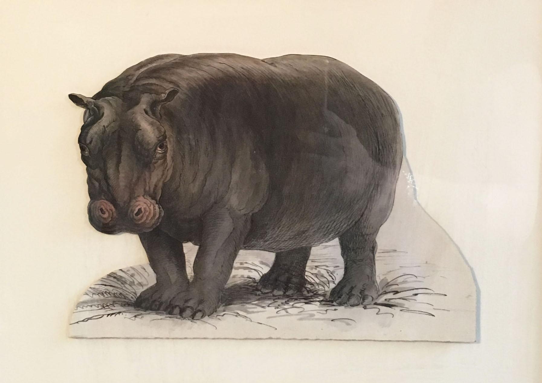 Unknown Portrait Painting - Hippo Antique Watercolour, British Artist, Original Painting
